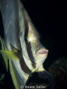 Bat fish by Beate Seiler 